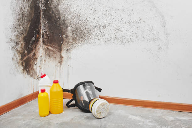 Home Mold Removal in Coeur Dalene, ID