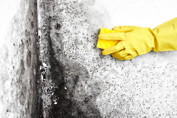 Best Fast Mold Removal  in Coeur Dalene, ID