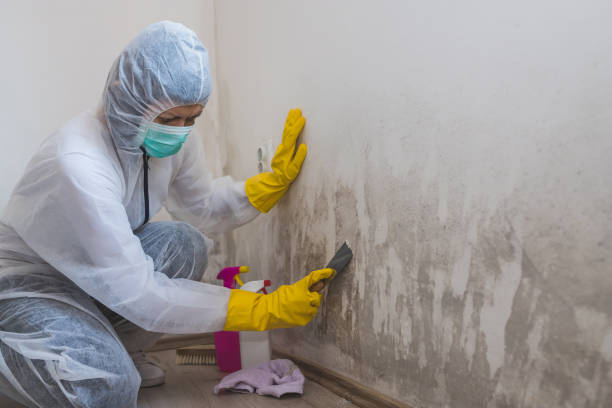 Best Attic Mold Removal  in Coeur Dalene, ID