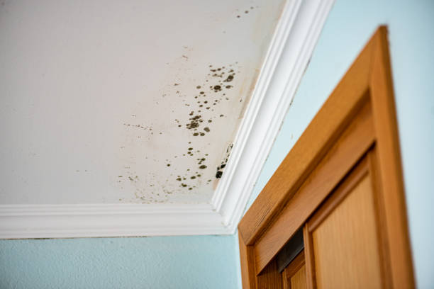 Best Water Damage Restoration  in Coeur Dalene, ID
