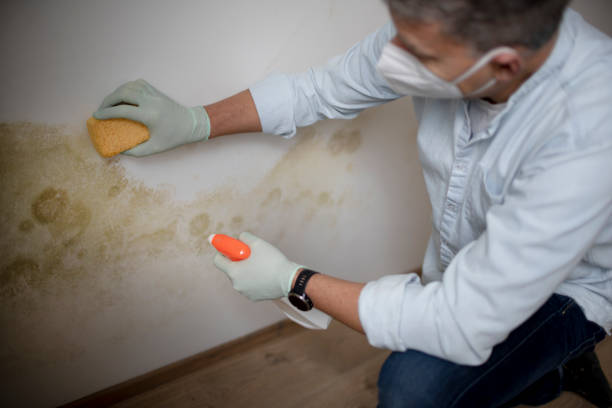 Best Commercial Mold Removal  in Coeur Dalene, ID