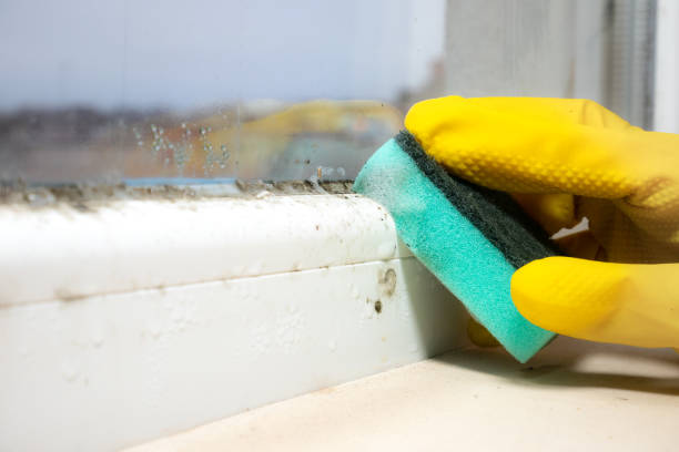 Best Mold Removal and Inspection  in Coeur Dalene, ID
