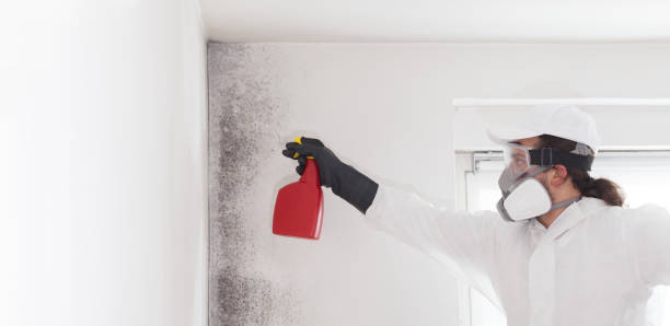 Best Attic Mold Removal  in Coeur Dalene, ID
