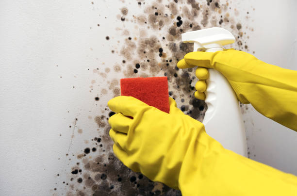 Best Mold Removal Company Near Me  in Coeur Dalene, ID
