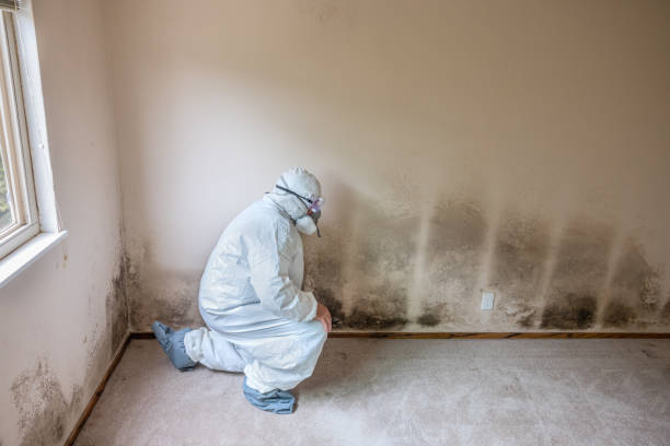 Best Black Mold Removal  in Coeur Dalene, ID
