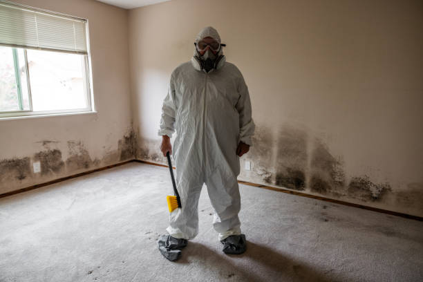 Trusted Coeur Dalene, ID Mold Removal Experts
